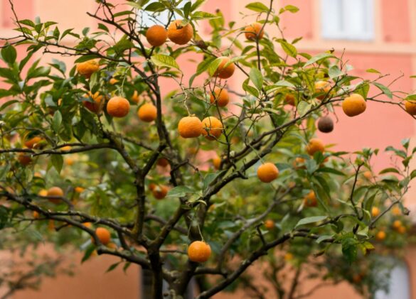 De l'oranger aux fruits mûrs