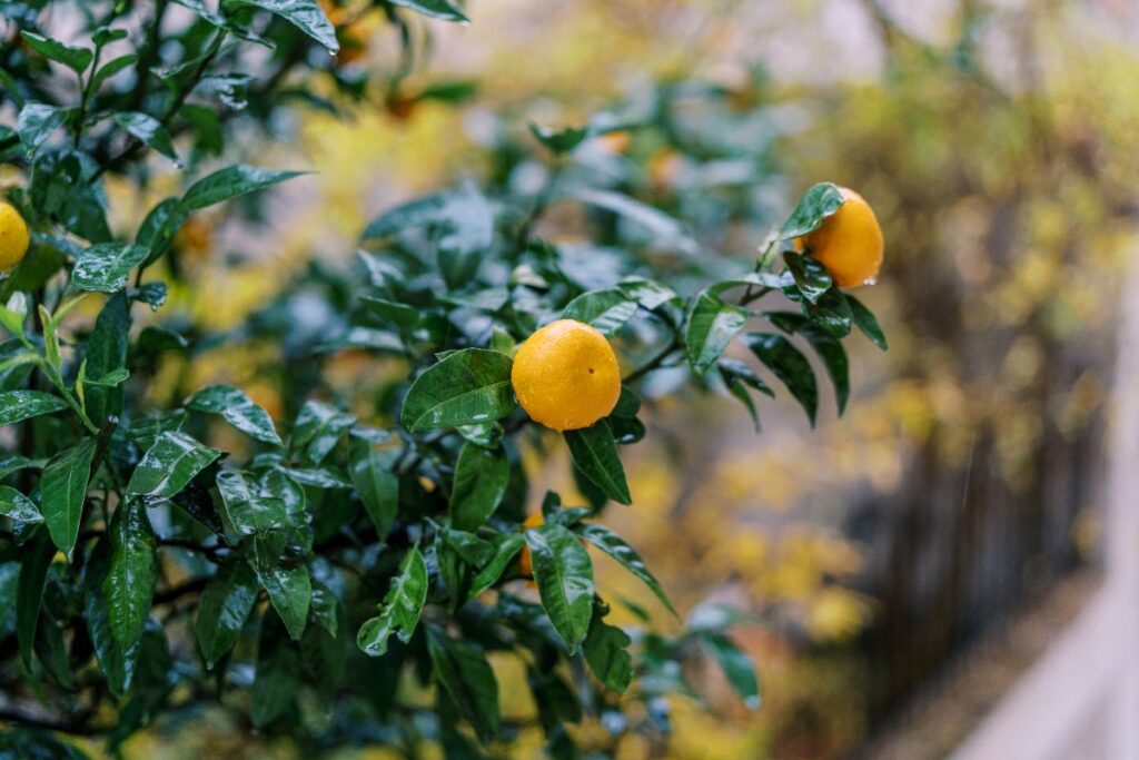 Des fruits d'oranges et des feuilles mouillées