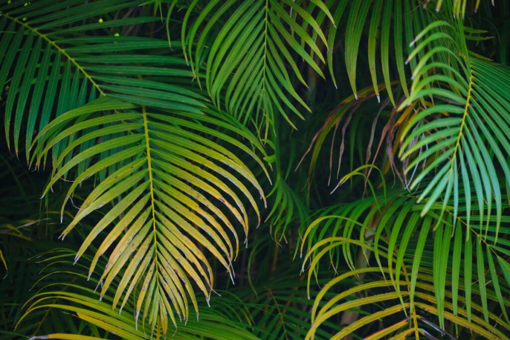 Une plante de palmier avec des feuilles qui ne s'ouvrent pas