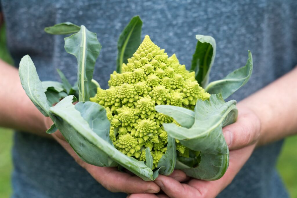 Une personne tenant des fleurs de chou romanesco