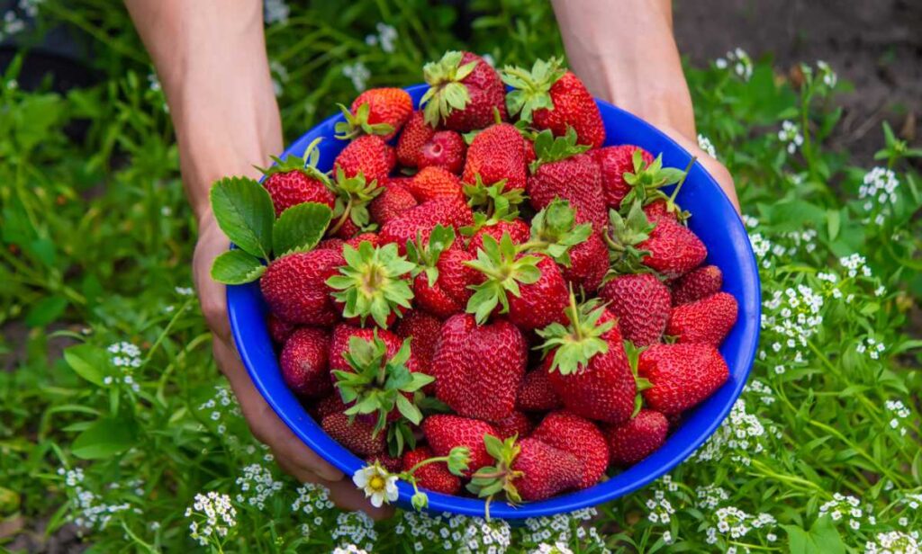 Une personne qui tient un bol bleu rempli de fraises ceuillies dans le jardin