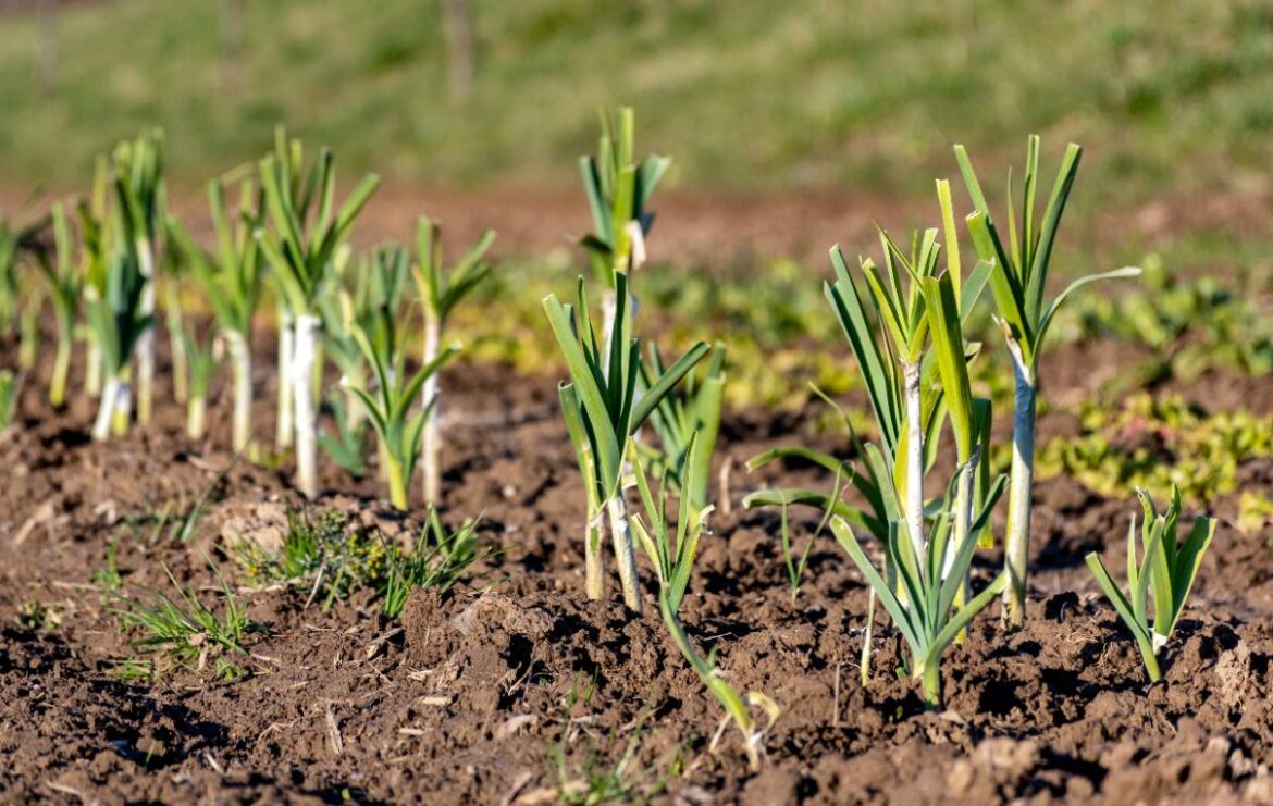 Une plantation de poireau sur un champ