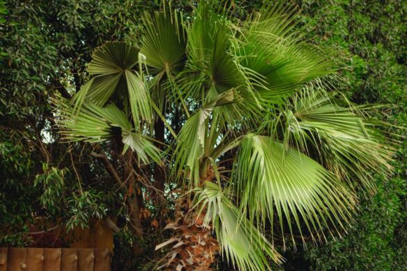 Une plantation de palmier