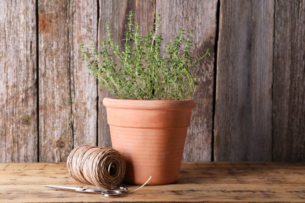 Une plante de thym dans un pot
