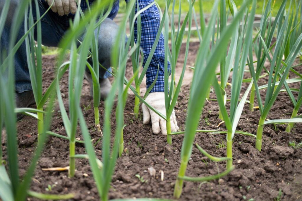 Une personne portant un gant et fait un entretien de sa plantation de poireau