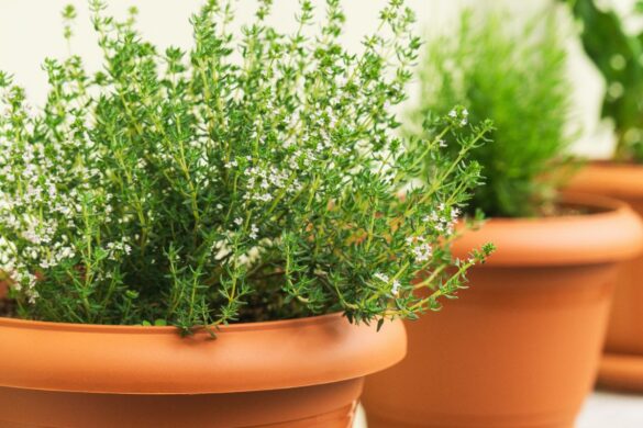 Des pots de thym dans le jardin