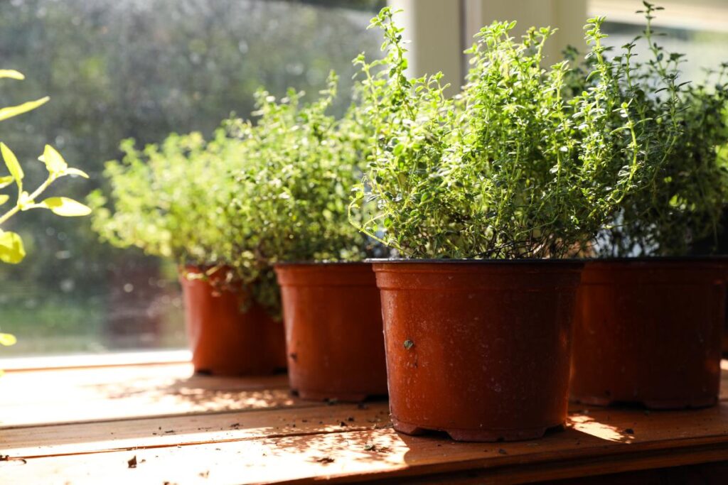 Des thyms plantés dans des pots