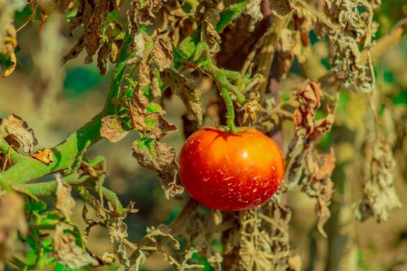 Une tomate rouge mûr sur une plante de tomate avec des feuilles sèches