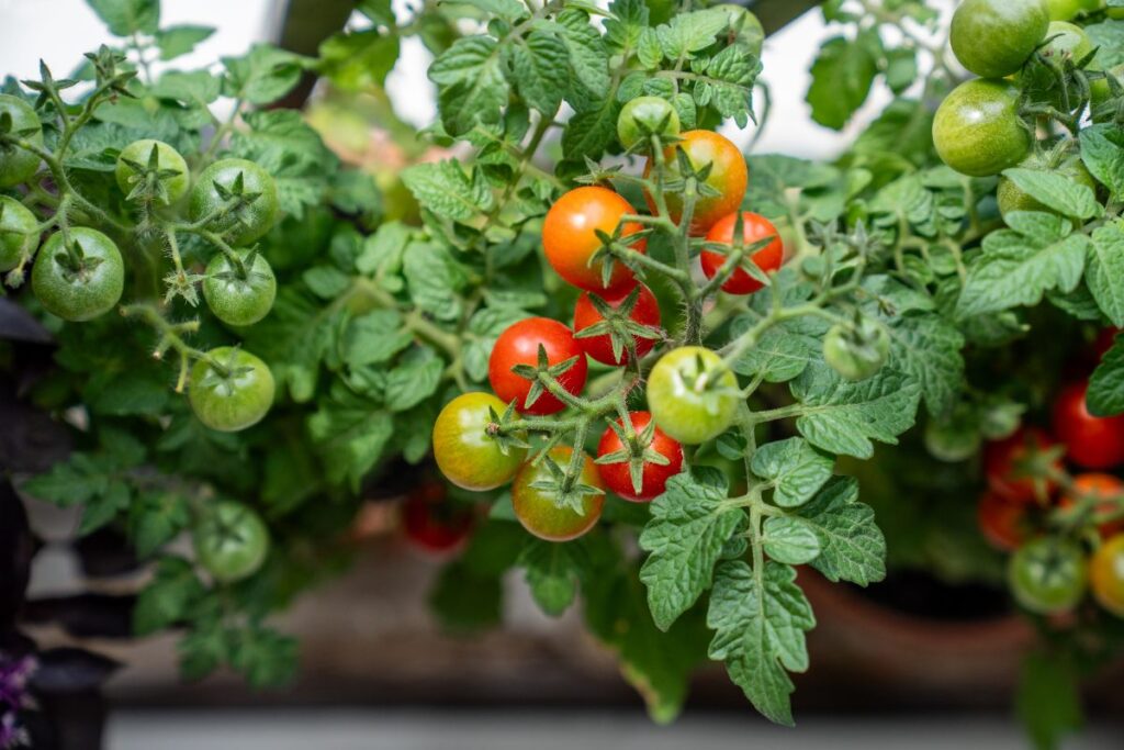Des tomates mûrissants dans le potager