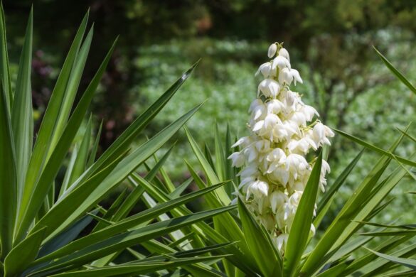 Une plante de yucca avec des fleurs dans le jardin