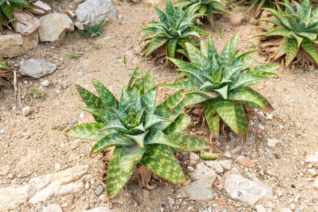 Des aloes poussant dans le jardin