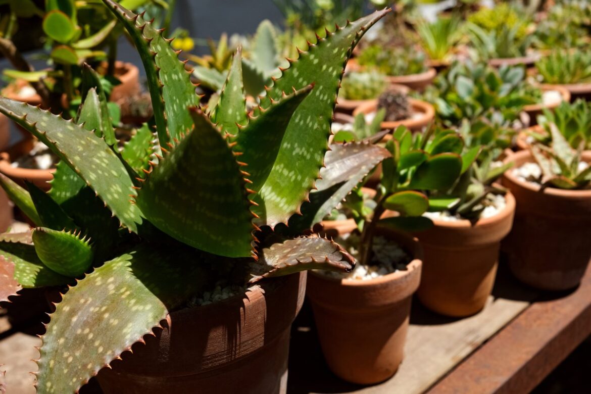 Des plantes d'aloes en pots