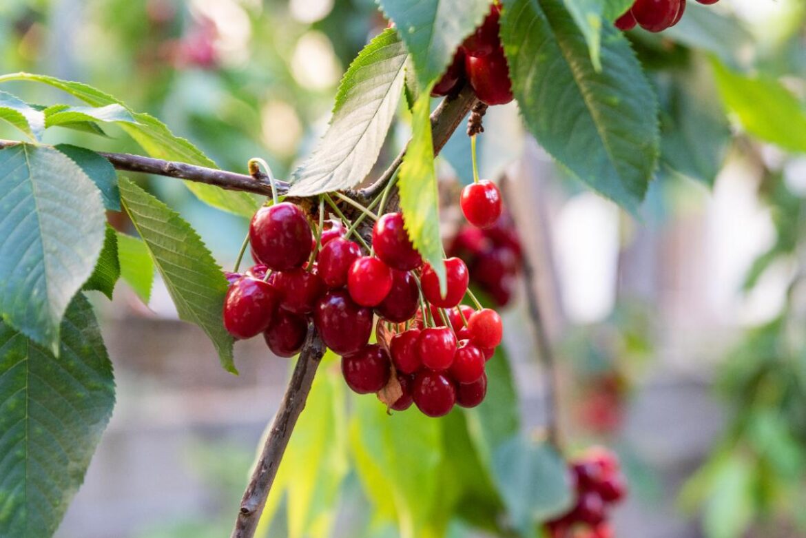 Des cerises rouges sur une branche