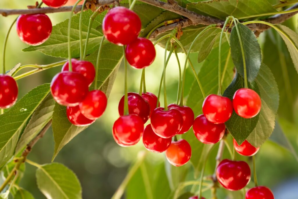 Des cerises rouges fraîches accrochées sur une branche