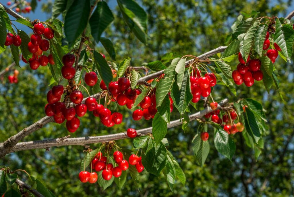 Des cerises rouges mûres sur un arbre
