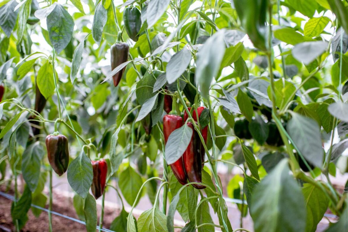 Une culture de piment doux
