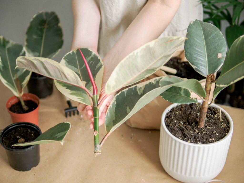 Une femme rempotant du ficus caoutchouc dans un pot