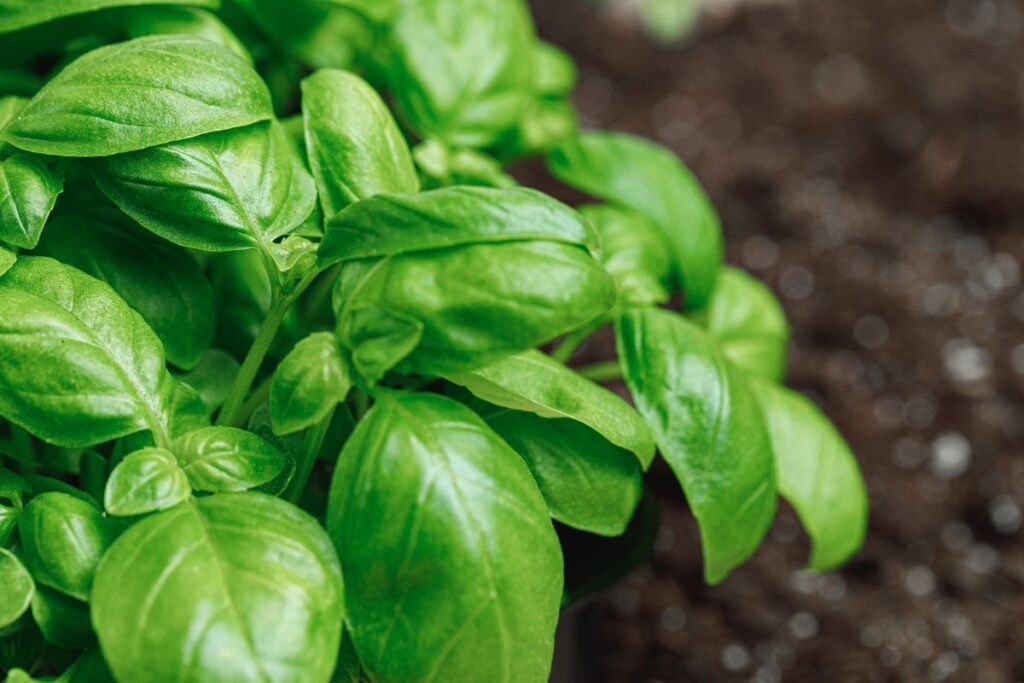 Des feuilles de basilic frais poussant dans un jardin