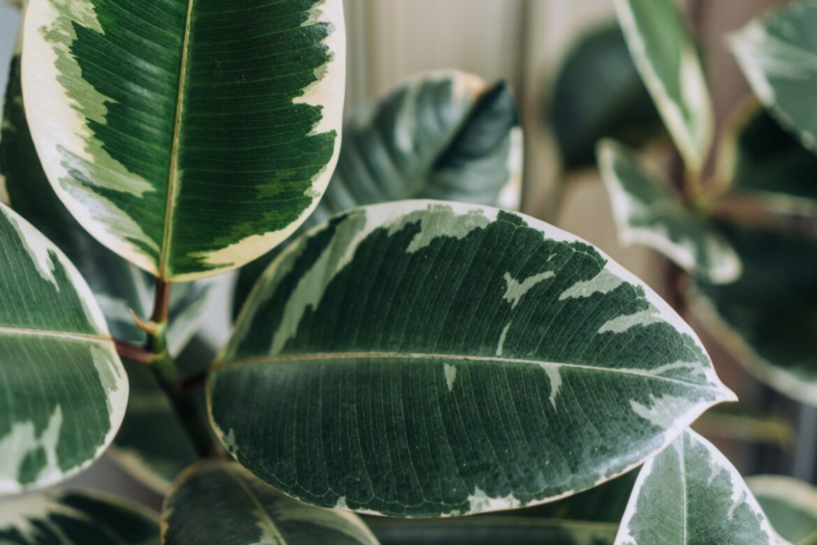 Feuilles de ficus caoutchouc