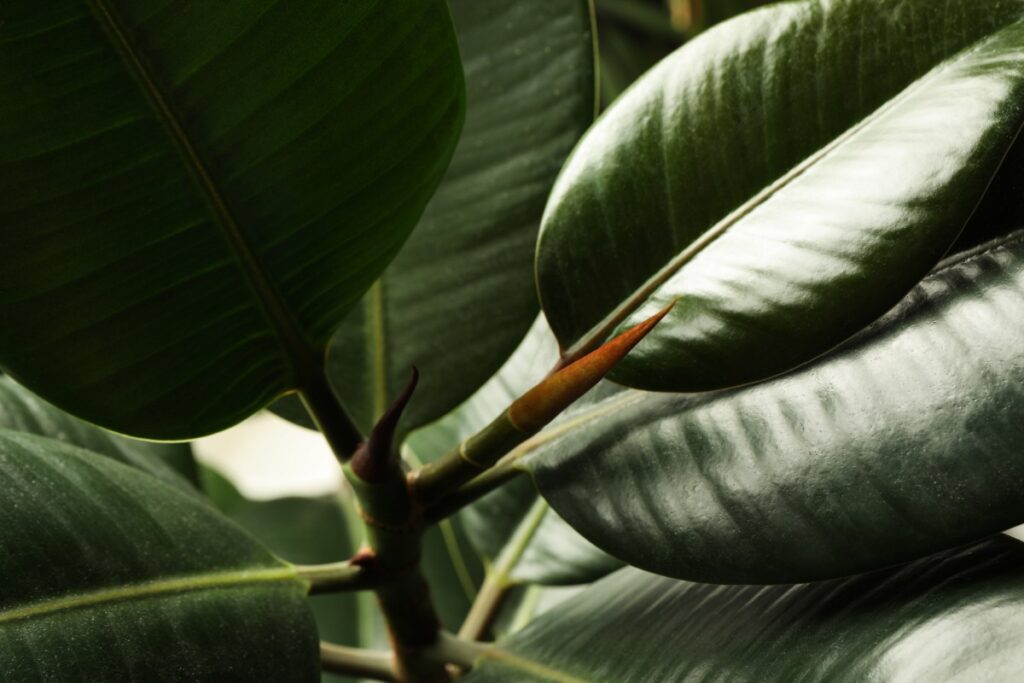 Des feuilles vertes de ficus caoutchouc