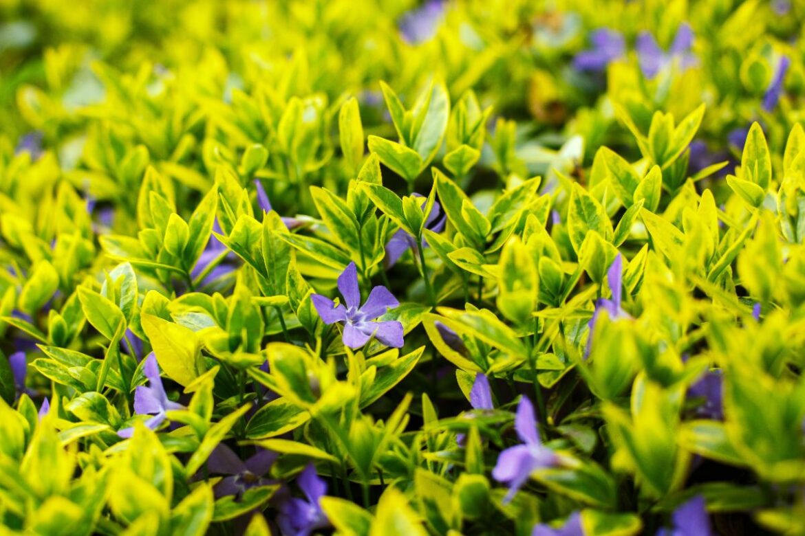 Des feuilles vertes et des fleurs bleues