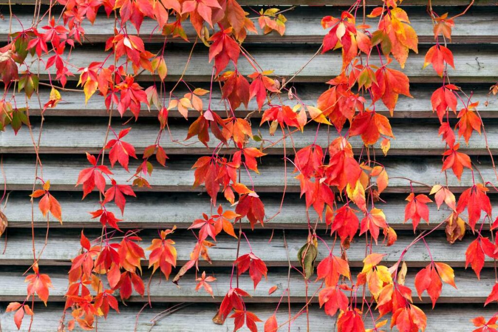 Des feuilles de vigne vierge qui grimpent sur la clôture