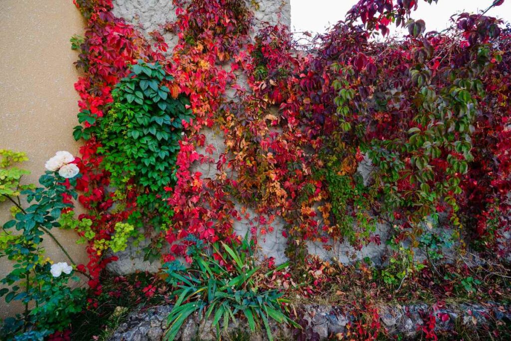 Des feuilles de vigne vierge grimpant sur le mur