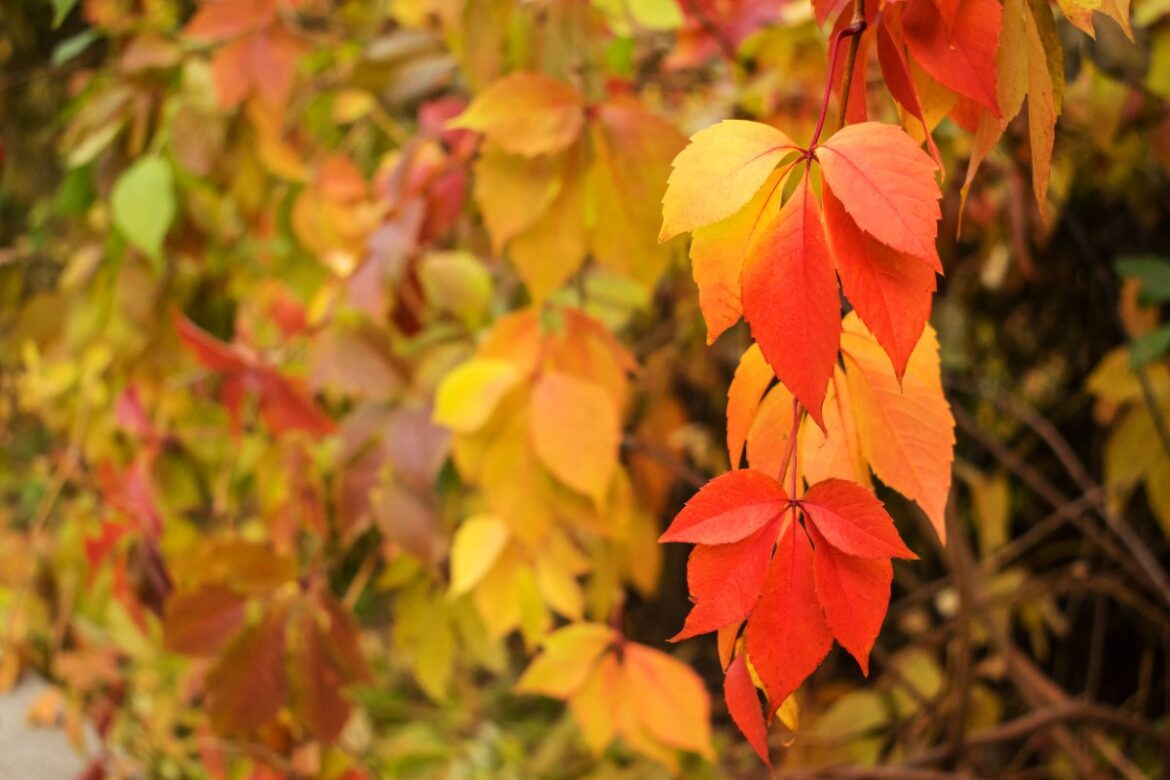 Feuilles d'automne de vignes vierge