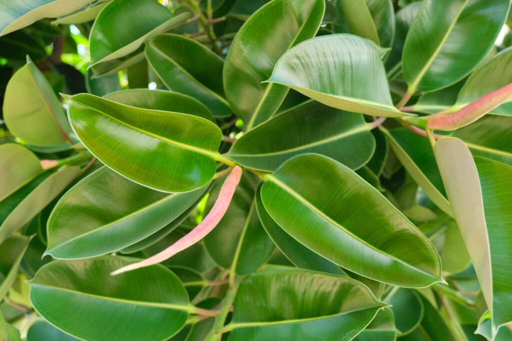 Ficus caoutchouc planté dans un jardin
