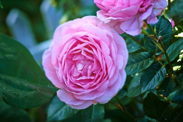 Une fleur de rose dans le jardin