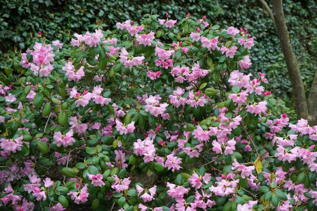 Des fleurs roses de ponticum variegatum rhododendron