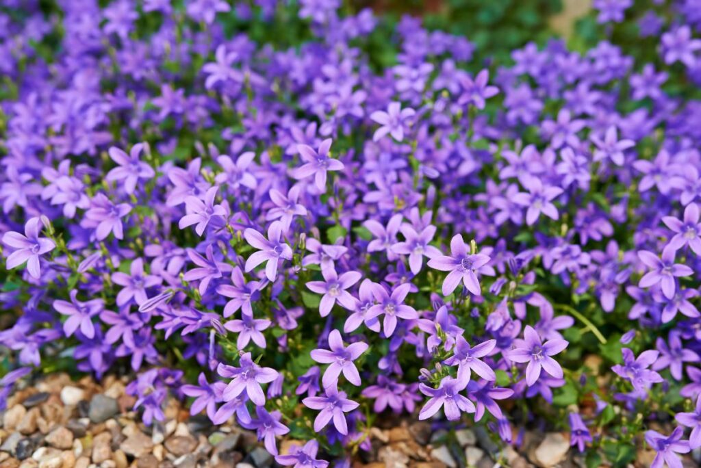 Des fleurs violets plantées dans un jardin