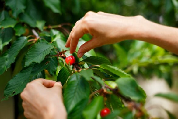 Des mains cueillant des cerises