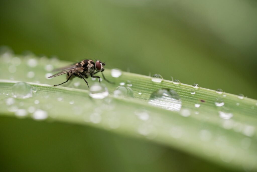 Une mouche sur une feuille avec des gouttelettes d'eau