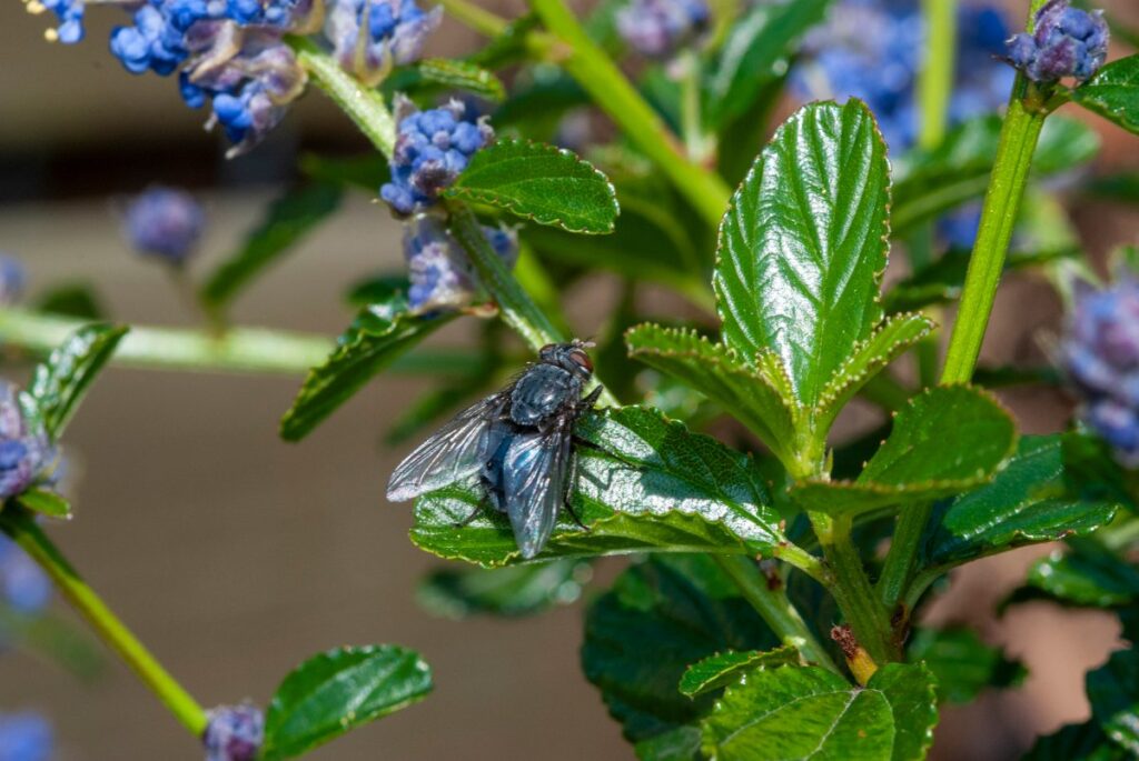 Une mouche sur une feuille de la plante dans le jardin