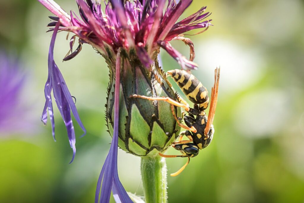 Une mouche sur une fleur