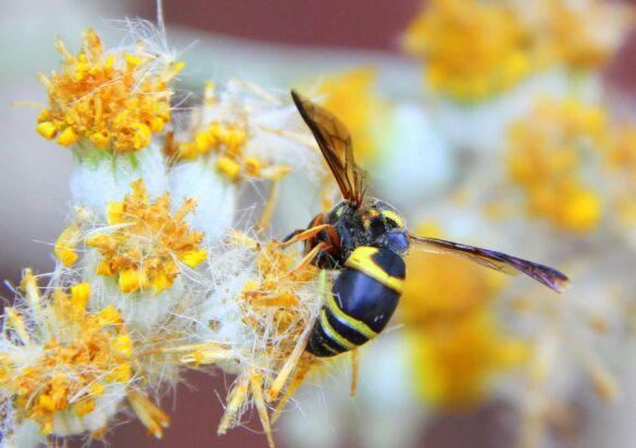 Une mouche sur une fleur jaune