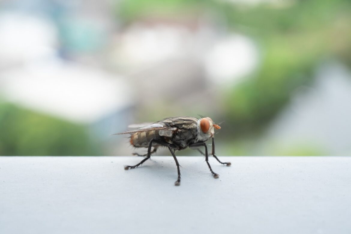 Une mouche dans le jardin