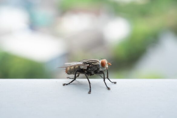 Une mouche dans le jardin