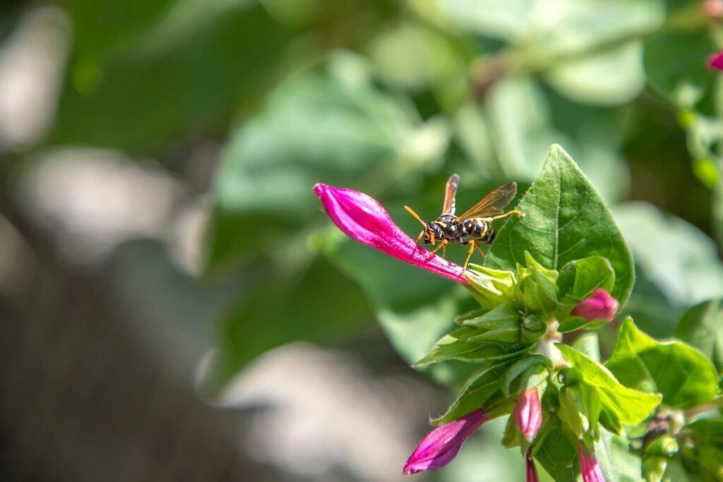 Une mouche sur la plante dans le jardin