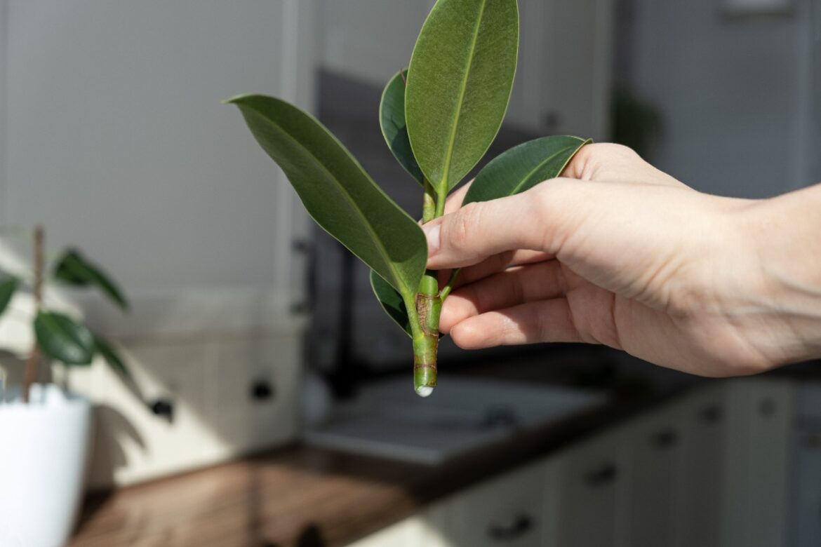 Une personne faisant une bouture de ficus caoutchouc