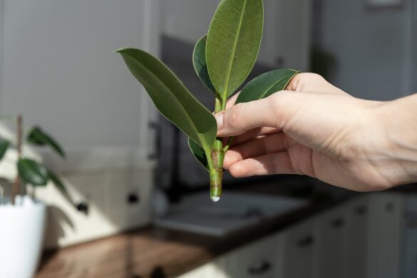 Une personne faisant une bouture de ficus caoutchouc