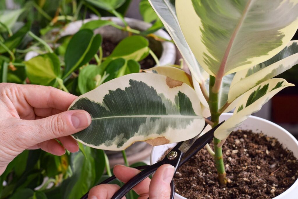 Une personne qui coupe une plante de ficus caoutchouc