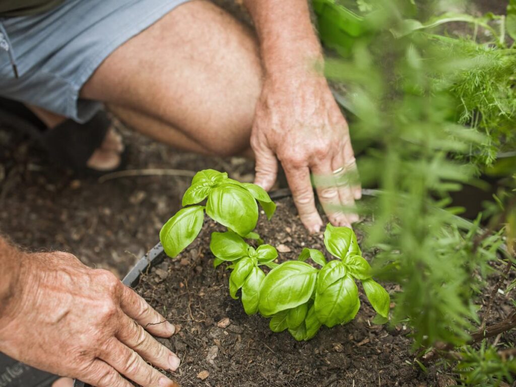 Une personne plantant du basilic dans un jardin