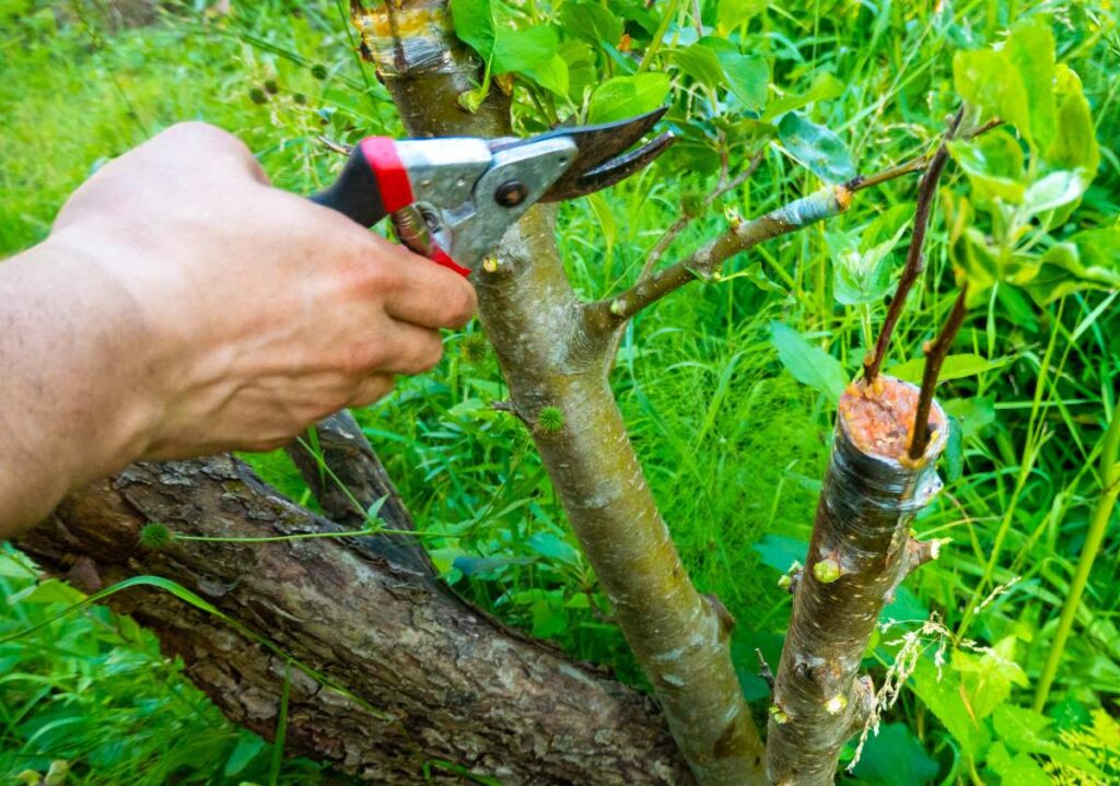 Des personnes faisant un greffage d'un arbre