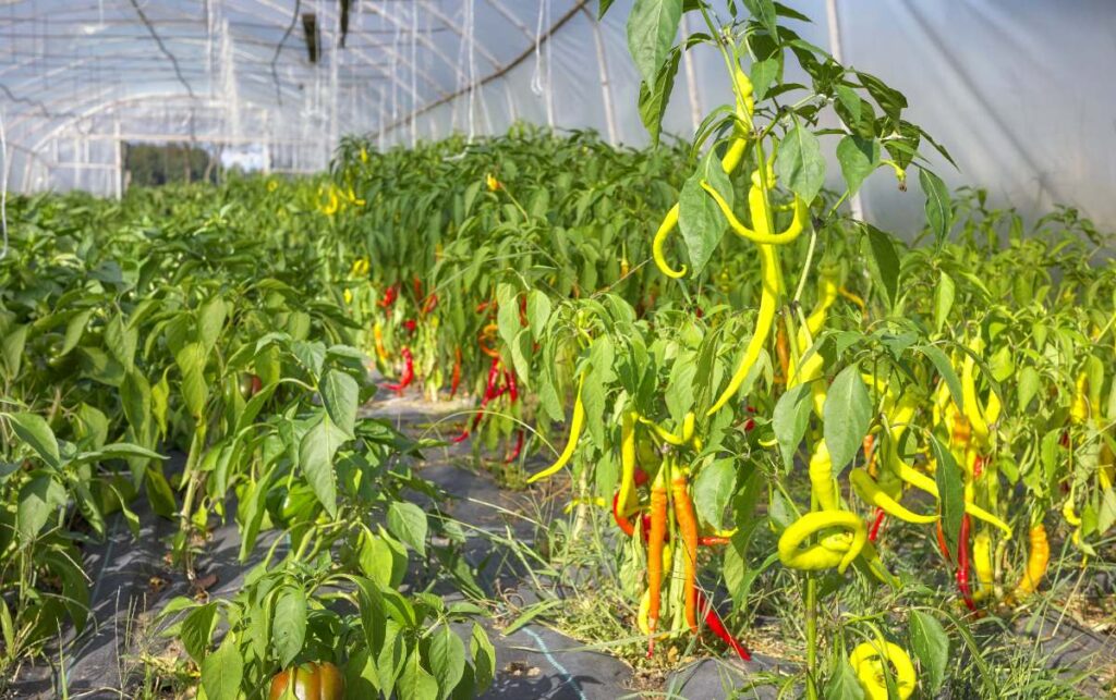 Des piments doux plantés dans une serre