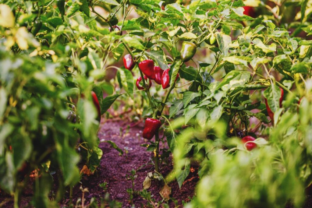 Une plantation de piment doux de landes