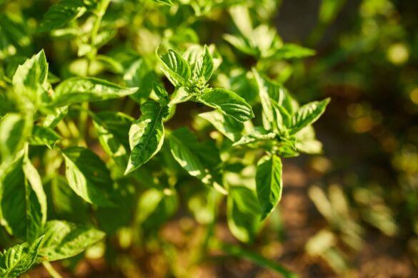 Une plante de basilic frais cultivée dans le jardin