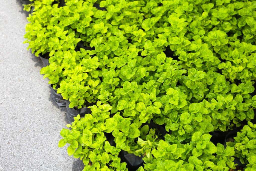 Une belle plante verte dans un jardin
