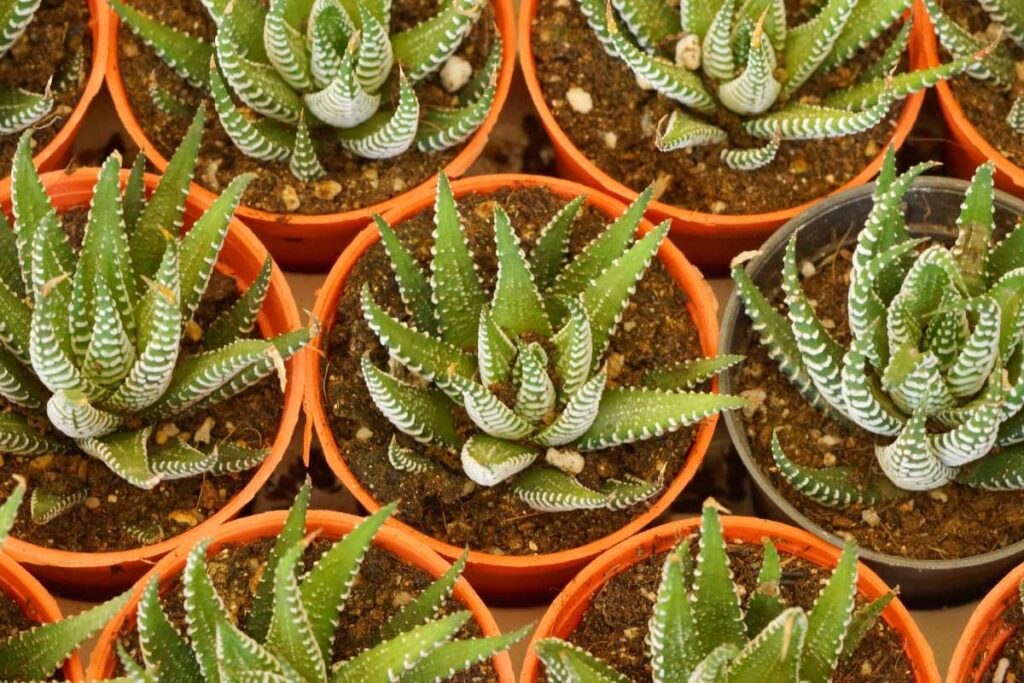 Des aloes plantés dans des pots de fleurs